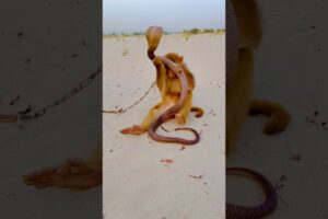 Amazing snake and monkey playing #shortsfeed #kingcobra