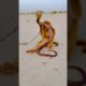 Amazing snake and monkey playing #shortsfeed #kingcobra