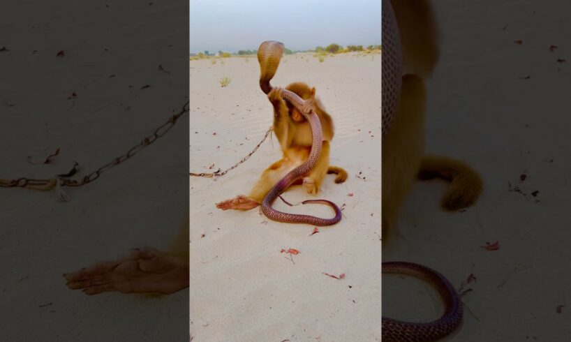 Amazing snake and monkey playing #shortsfeed #kingcobra