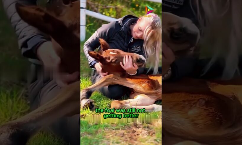 An Inspiring Recovery Story #animals #rescue #recovery #kindness #shortvideo #shorts