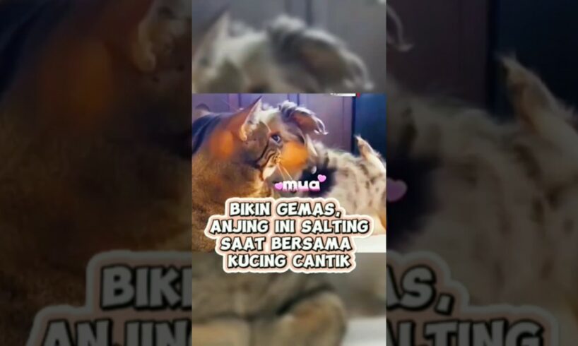 Anjing ini salting setelah mempoppo seekor kucing #animals #kucinglucu