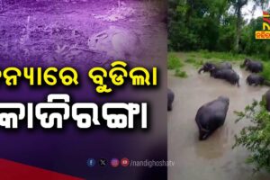 Assam Floods: 17 Wild Animals Dead, 72 Animals Rescued from Kaziranga National Park | Nandighosha TV