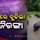 Assam Floods: 17 Wild Animals Dead, 72 Animals Rescued from Kaziranga National Park | Nandighosha TV