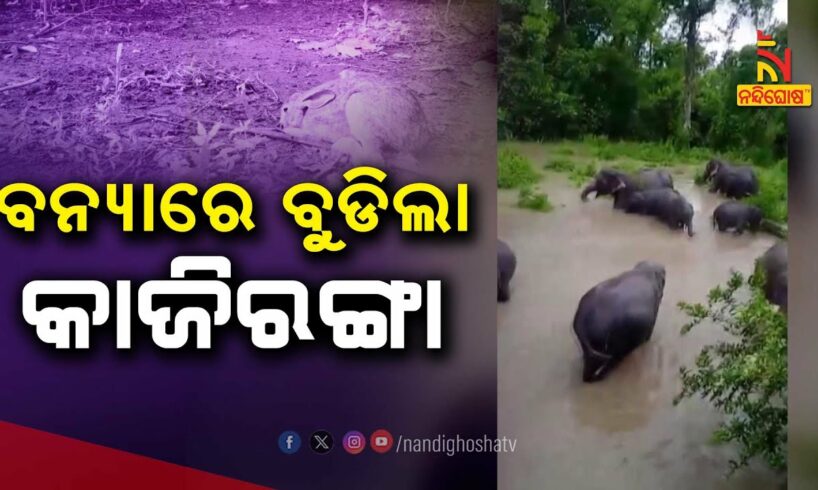 Assam Floods: 17 Wild Animals Dead, 72 Animals Rescued from Kaziranga National Park | Nandighosha TV