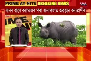 Assam flood situation worsens: 31 wild animals dead, 82 rescued in Kaziranga