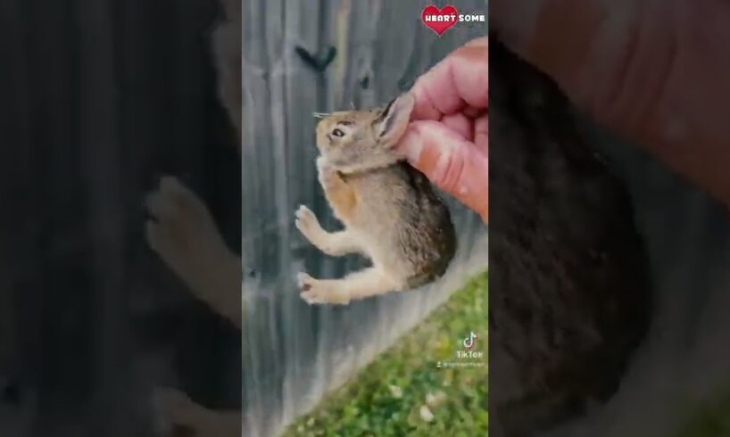 Baby Bunny Screaming After Being Rescue from Hungry Dogs || Heartsome 💖