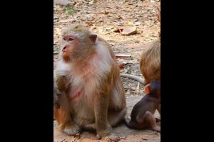 Baby Monkey enjoy freedom playing #shorts #monkeytv #monkeyvideos #babymonkey #animals #monkeys