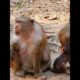 Baby Monkey enjoy freedom playing #shorts #monkeytv #monkeyvideos #babymonkey #animals #monkeys