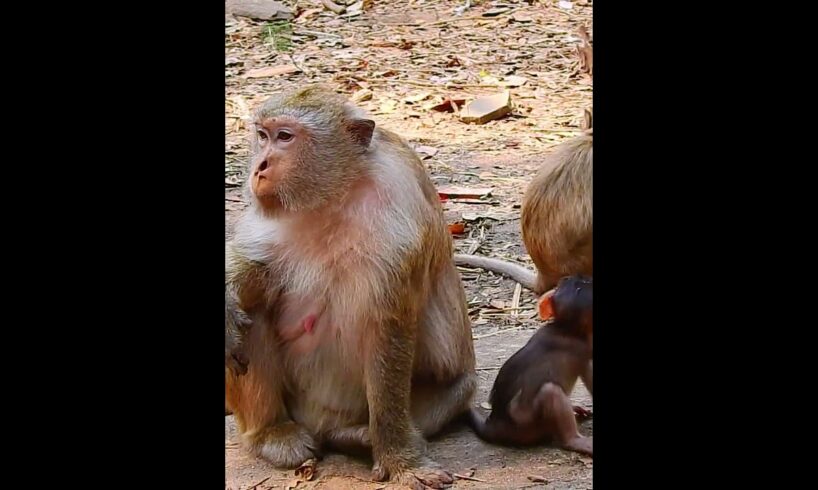 Baby Monkey enjoy freedom playing #shorts #monkeytv #monkeyvideos #babymonkey #animals #monkeys