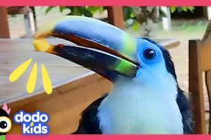 Baby Toucan Lost In The Jungle Needs Help! | Dodo Kids | Rescued!