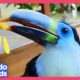 Baby Toucan Lost In The Jungle Needs Help! | Dodo Kids | Rescued!