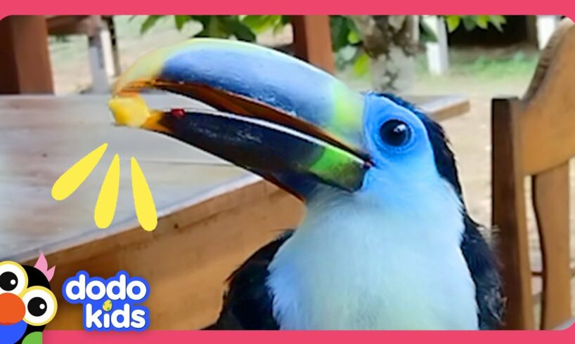 Baby Toucan Lost In The Jungle Needs Help! | Dodo Kids | Rescued!