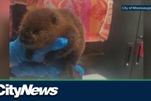 Baby animals being rescued unnecessarily: Mississauga Animal Services