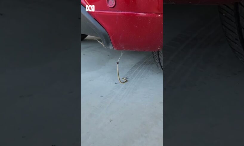 Baby eastern brown snake fighting red back spider under car in Australia | ABC Australia