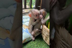 Baby hungry milk #monkey #cute #shorts #animals #love #funny #trending #viral #pets #video #baby