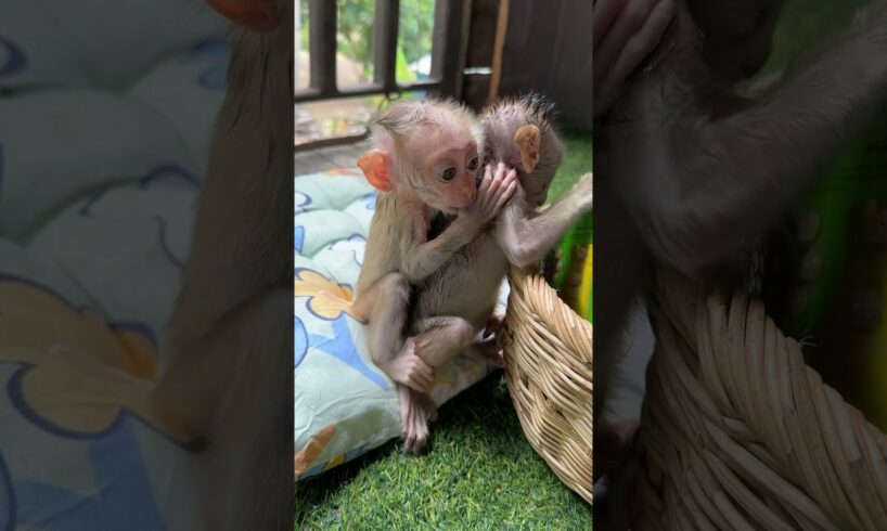 Baby hungry milk #monkey #cute #shorts #animals #love #funny #trending #viral #pets #video #baby