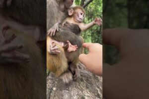 Baby monkey playing with her mother || नटखट बंदर 🤩🐒🙈 🌳#shorts #ytshorts #monkey #viral #shortvideo