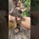 Baby monkey playing with her mother || नटखट बंदर 🤩🐒🙈 🌳#shorts #ytshorts #monkey #viral #shortvideo