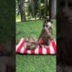 Baby one sleep one sit play #monkey #cute #animals #trending #funny #viral #love #baby #usa #pets