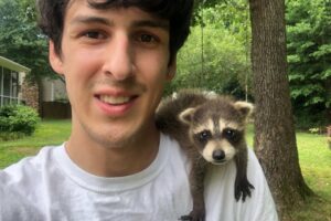 Baby raccoon rescued after mom was hit by a car