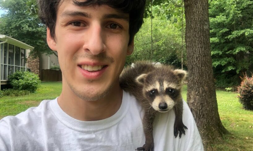 Baby raccoon rescued after mom was hit by a car