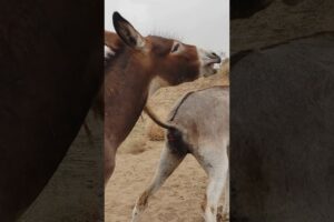 Back saide chaba |#animals #donkey #youtubeshorts #shortsfeed #pets