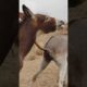 Back saide chaba |#animals #donkey #youtubeshorts #shortsfeed #pets