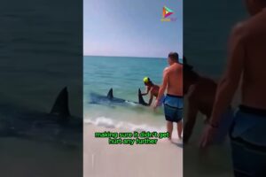 Beach Heroes, Rescue Efforts for Stranded Sharks #animals #rescue #recovery #shortvideo #shorts