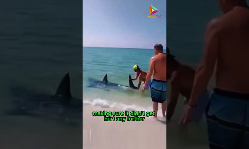 Beach Heroes, Rescue Efforts for Stranded Sharks #animals #rescue #recovery #shortvideo #shorts