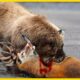 Bears Go HUNTING In 12 HORRIFYING Moments | Animal Fights