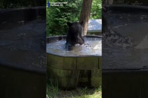 Bears play in pool