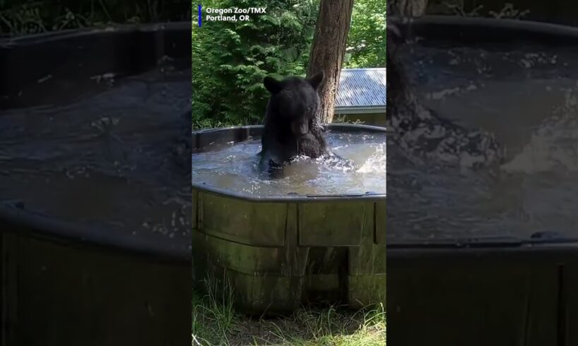 Bears play in pool