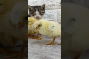 Best friends love playing together 😻🐥💕 #cat #kitten #cute #animals #pets #chicken #kitty #love