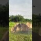 Bison vs. lion: Wild animals at close range, animal fighting power competition