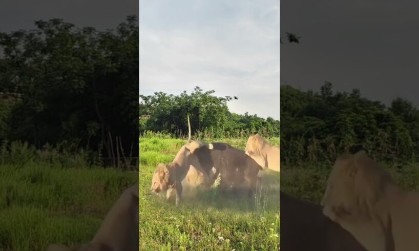 Bison vs. lion: Wild animals at close range, animal fighting power competition