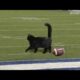 Black Cat Scores Touchdown (Giants - Cowboys Game)