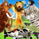 Black Lion Fight White Tiger Vs Lion King Attack Cow Cartoon Buffalo Elephant Save By Woolly Mammoth