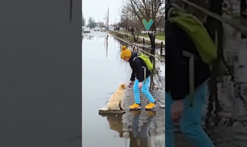 Boys' Kindness Shines: Helping a Puppy in Need t#shortvideo  #shorts