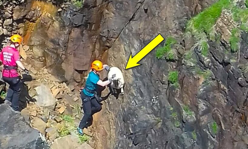 Brave Community Scale Cliff to SAVE Goat | Animal Rescue