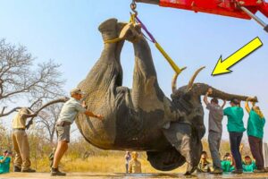 Brave Heroes SAVE Drowning Elephant | Animal Rescue