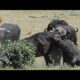 Brutal Buffalo Fight | Kruger Park Sightings | Amazing Animal Videos