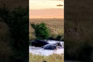 Buffalo vs hippo, Lion 🔥#wildlife #animals #shortsvideo #shortsfeed #viral #shorts #youtubeshorts