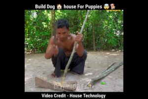 Build Dog house for Cute Puppies 🐕🤯 #shorts #ytshorts #short #youtubeshorts