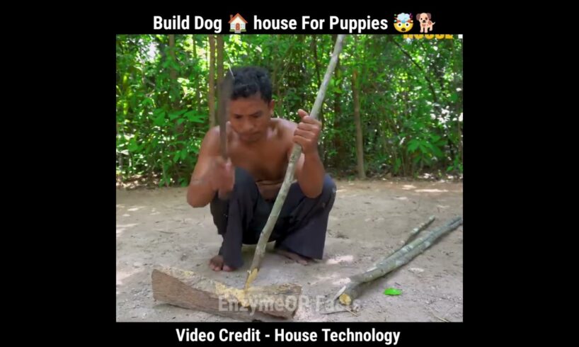 Build Dog house for Cute Puppies 🐕🤯 #shorts #ytshorts #short #youtubeshorts