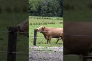 Bull Gets Triggered By Electric Fence. #livestock #shorts