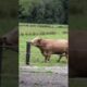 Bull Gets Triggered By Electric Fence. #livestock #shorts