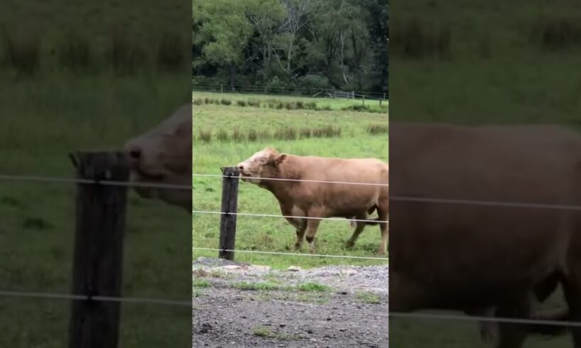 Bull Gets Triggered By Electric Fence. #livestock #shorts