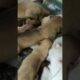 CUTE PUPPIES time feeding #shortsvideo #shorts #smrvideo