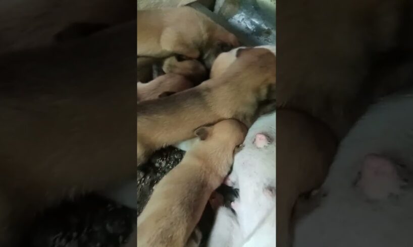 CUTE PUPPIES time feeding #shortsvideo #shorts #smrvideo