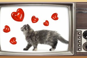 💖  CUTEST KITTEN EVER!!  playing Gummy Drop! on TV [FREE App to download!]
